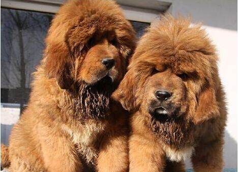 昭通卖藏獒昭通哪里买到纯种藏獒