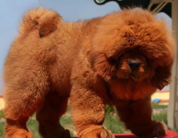 上海宠物狗狗犬舍出售纯种藏獒犬 买狗卖狗哪