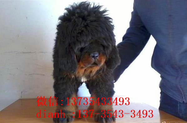 南昌宠物狗狗犬舍出售纯种藏獒犬 买狗卖狗哪里领养狗狗