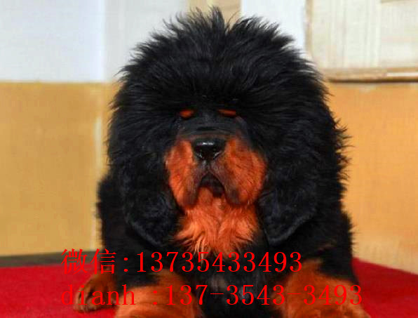 杭州宠物狗狗犬舍出售纯种藏獒犬 买狗卖狗哪里领养狗狗