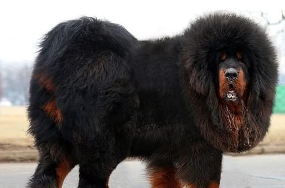 合肥宠物狗狗犬舍出售纯种藏獒犬 买狗卖狗哪