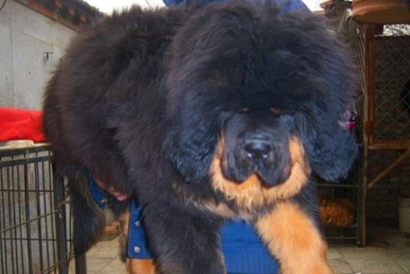 哈尔滨宠物狗狗犬舍出售纯种藏獒犬 买狗卖狗