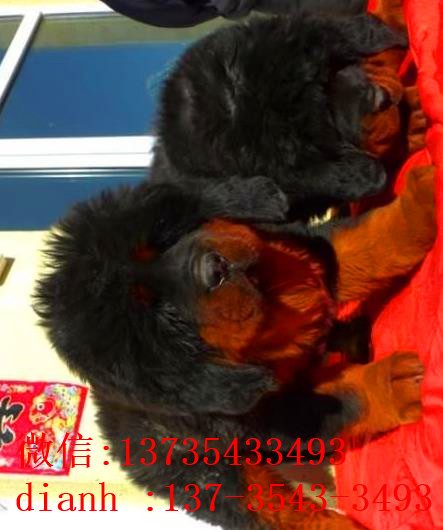 南昌宠物狗狗犬舍出售纯种藏獒犬 买狗卖狗哪里领养狗狗