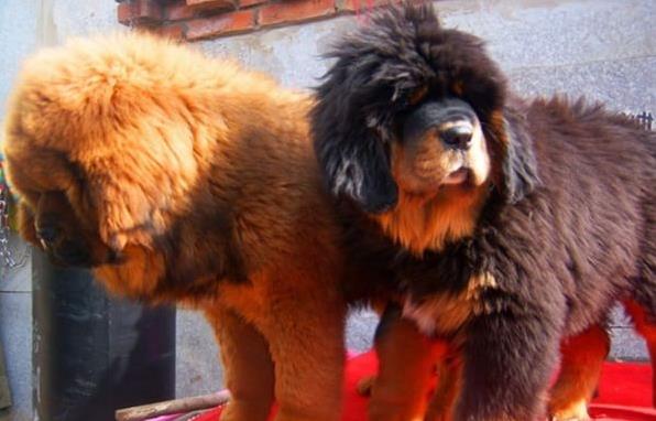 长春宠物狗狗犬舍出售纯种藏獒犬 买狗卖狗哪