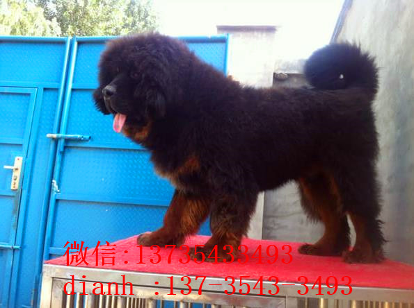 南京宠物狗藏獒犬狗仔出售哪里有宠物狗市场在哪卖狗哪有狗狗买