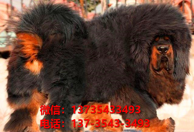 泉州犬舍宠物狗狗出售纯种藏獒犬幼犬铁包金藏獒狗仔哪里有狗市场卖狗