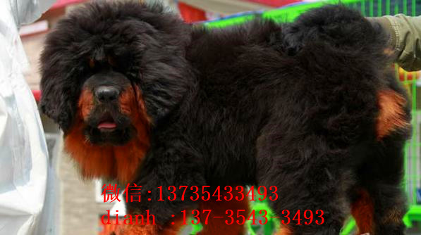 上海宠物狗藏獒犬狗仔出售哪里有宠物狗市场在哪卖狗哪有狗狗买