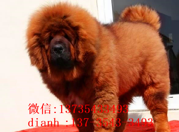 上海宠物狗藏獒犬狗仔出售哪里有宠物狗市场在哪卖狗哪有狗狗买