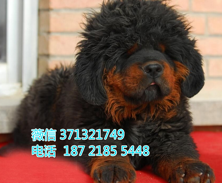 南京狗狗 藏獒犬出售 南京特价宠物狗狗 