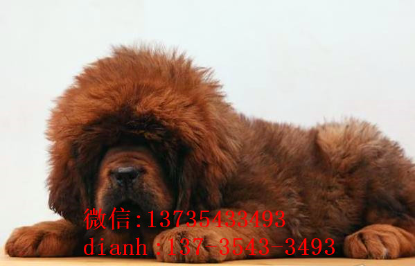 杭州宠物狗藏獒犬狗仔出售哪里有宠物狗市场在哪卖狗哪有狗狗买