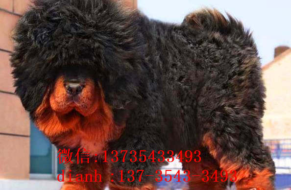 杭州宠物狗藏獒犬狗仔出售哪里有宠物狗市场在