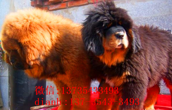 杭州宠物狗藏獒犬狗仔出售哪里有宠物狗市场在哪卖狗哪有狗狗买