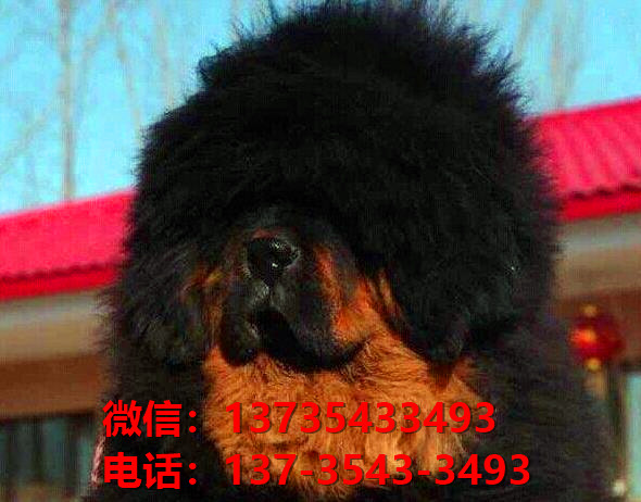 广安犬舍宠物狗狗出售纯种藏獒犬幼犬铁包金藏獒狗仔哪里有狗市场卖狗