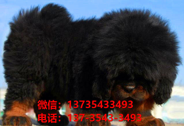 三亚犬舍宠物狗狗出售纯种藏獒犬幼犬铁包金藏