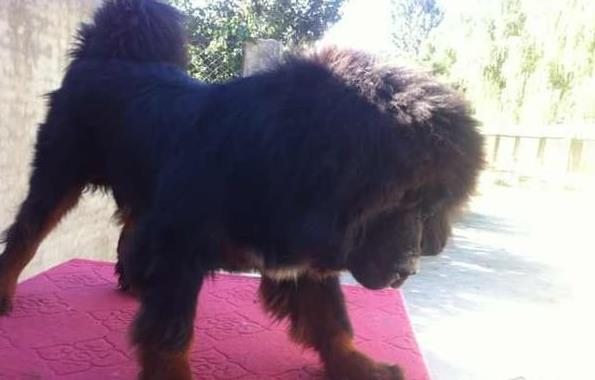 贵阳宠物狗藏獒犬狗仔出售哪里有宠物狗市场在哪卖狗哪有狗狗买