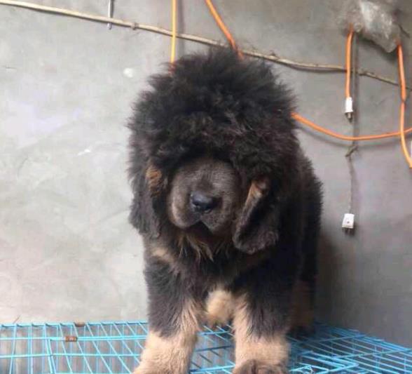 昆明宠物狗藏獒犬狗仔出售哪里有宠物狗市场在哪卖狗哪有狗狗买