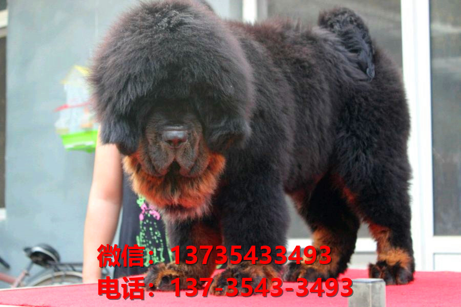 泉州犬舍宠物狗狗出售纯种藏獒犬幼犬铁包金藏獒狗仔哪里有狗市场卖狗