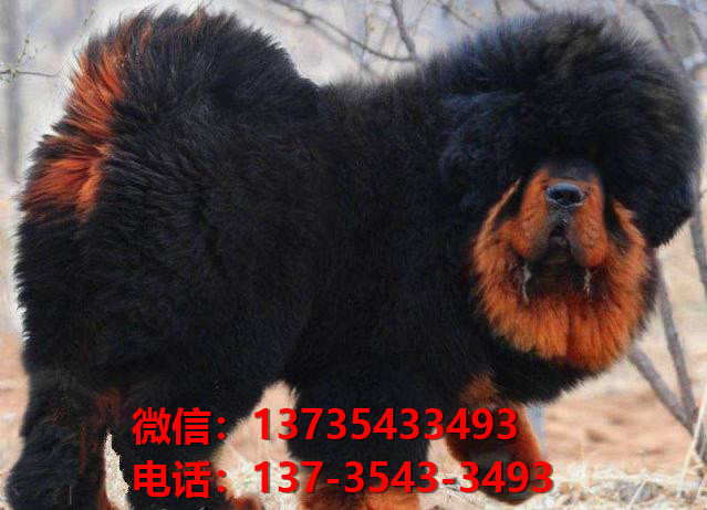 东莞犬舍宠物狗狗出售纯种藏獒犬幼犬铁包金藏