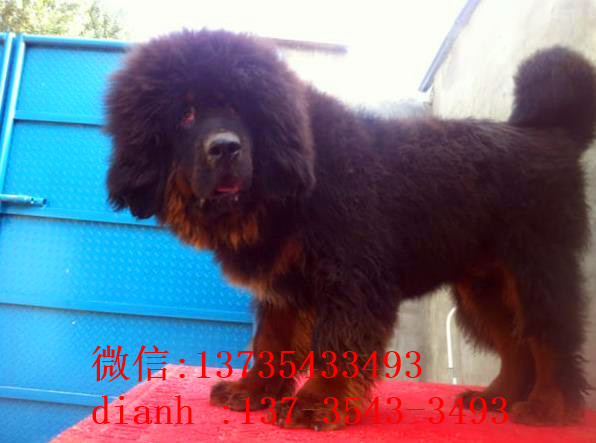 赣州宠物狗藏獒犬狗仔出售哪里有宠物狗市场在哪卖狗哪有狗狗买