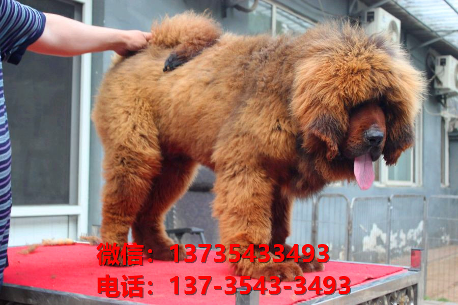兰州犬舍宠物狗狗出售纯种藏獒犬幼犬铁包金藏獒狗仔哪里有狗市场卖狗