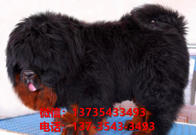 兰州犬舍宠物狗狗出售纯种藏獒犬幼犬铁包金藏獒狗仔哪里有狗市场卖狗