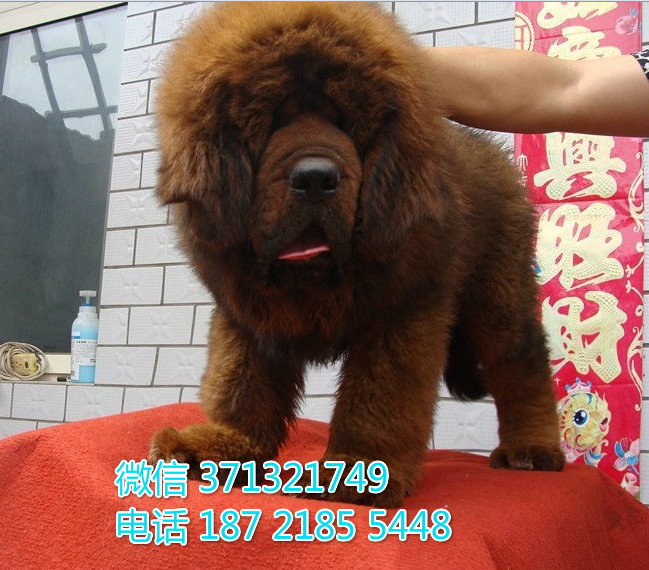 北京狗狗 出售 藏獒犬纯种幼犬 北京犬舍宠物狗场