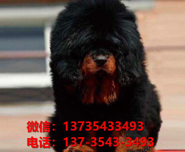 广安犬舍宠物狗狗出售纯种藏獒犬幼犬铁包金藏獒狗仔哪里有狗市场卖狗