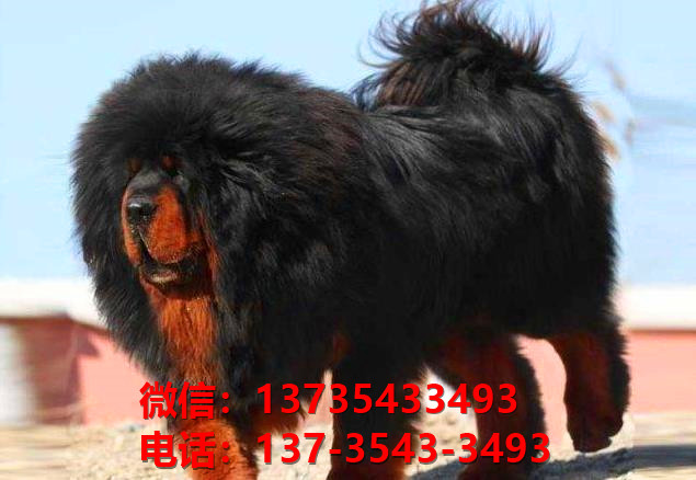 泉州犬舍宠物狗狗出售纯种藏獒犬幼犬铁包金藏