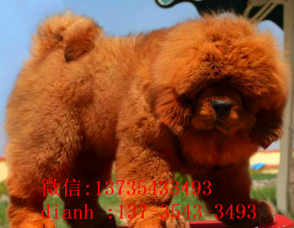 赣州宠物狗藏獒犬狗仔出售哪里有宠物狗市场在