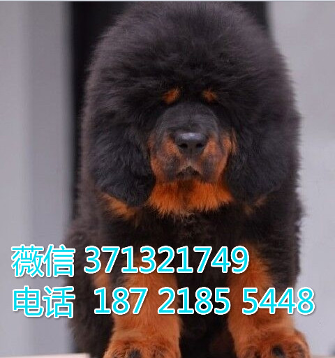 南京狗狗 藏獒犬出售 南京特价宠物狗狗 