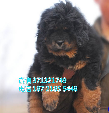 福州狗狗 藏獒出售纯种幼犬 福州犬舍 全国发