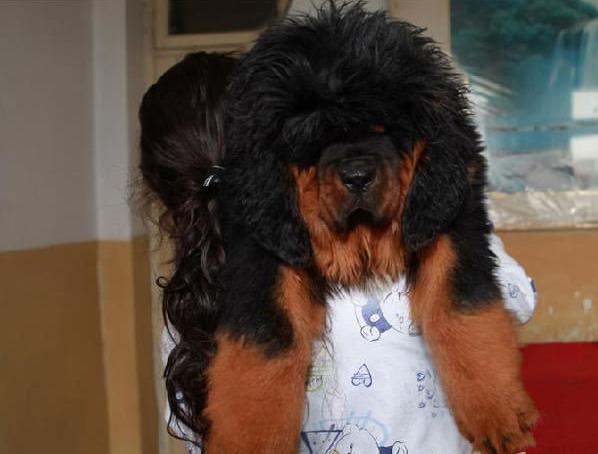 西安宠物狗藏獒犬狗仔出售哪里有宠物狗市场在