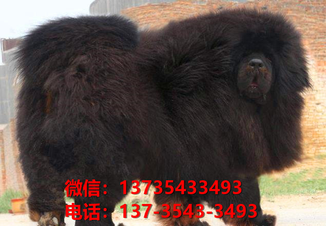 绍兴犬舍宠物狗狗出售纯种藏獒犬幼犬铁包金藏獒狗仔哪里有狗市场卖狗
