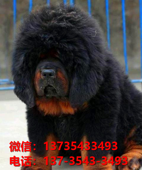 广安犬舍宠物狗狗出售纯种藏獒犬幼犬铁包金藏獒狗仔哪里有狗市场卖狗