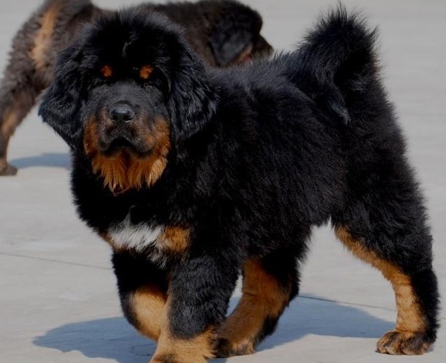 昆明哪里有藏獒出售 昆明本地狗场出售小藏獒